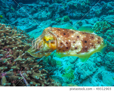 Kobushime Kobushime 49312903