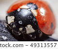 Closeup of a ladybug 49313557
