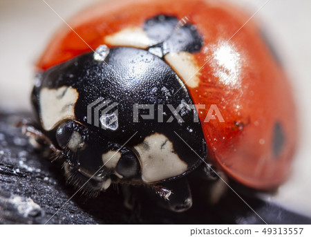 Closeup of a ladybug Closeup of a ladybug 49313557