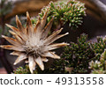beautiful dried flower and green succulents 49313558