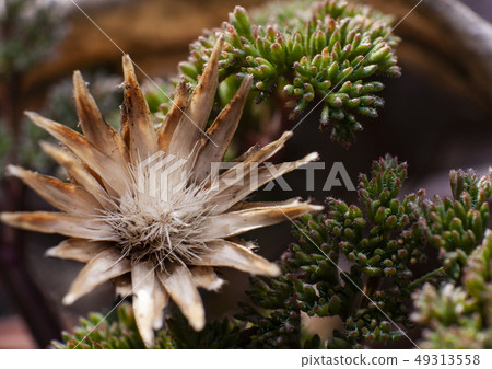 beautiful dried flower and green succulents 49313558
