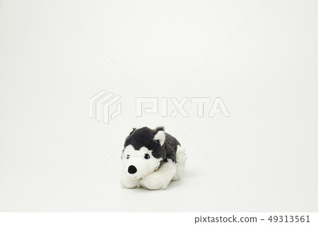 Puppy doll on white background 49313561