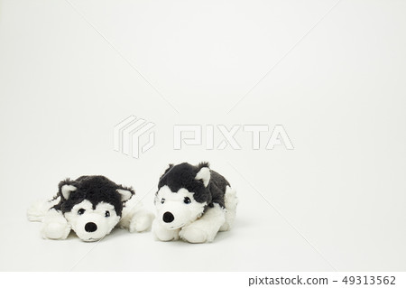 Puppy doll on white background Puppy doll on white background 49313562