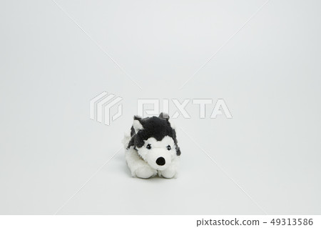 Puppy doll on white background 49313586