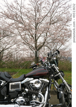 哈雷和櫻花1 哈雷和櫻花1 49313632