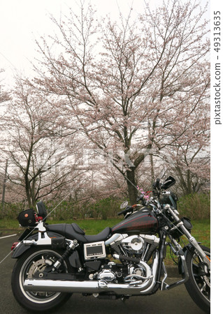 Harley and Sakura 4 49313635
