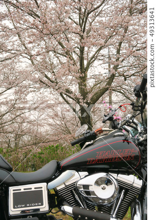 哈利和櫻花9 49313641