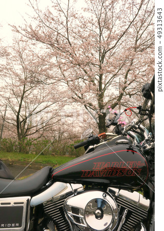 哈雷和櫻花11 哈雷和櫻花11 49313643