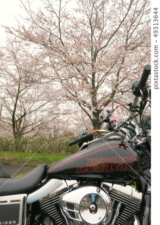 Harley and Sakura 12 49313644
