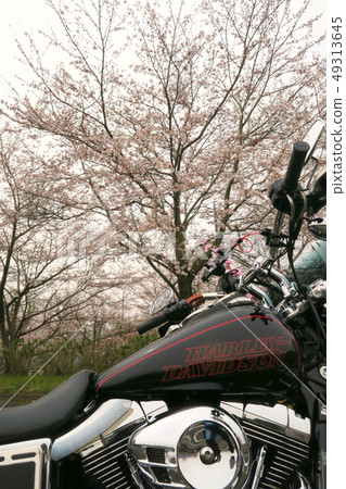 哈利和櫻花13 49313645