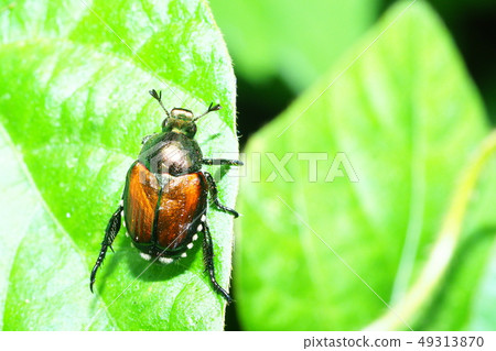 日本甲蟲 日本甲蟲 49313870