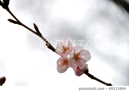 Three cherry trees and one branch Three cherry trees and one branch 49313904