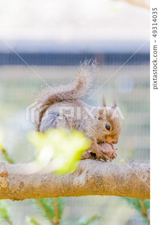 Squirrel for eating walnuts 49314035