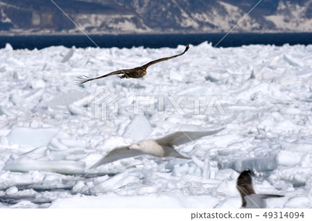 White-tailed eagle flying on ice floe White-tailed eagle flying on ice floe 49314094