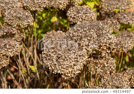 Flowers and fruits of the castle garden Milotice 49314497