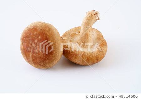 Raw shiitake mushroom Raw shiitake mushroom 49314600