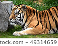 Amour Tiger 6 49314659