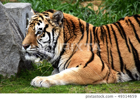 Amour Tiger 6 Amour Tiger 6 49314659