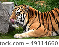 Amour Tiger 7 49314660
