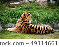 Amour Tiger 8 49314661