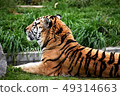 Amur tiger 10 49314663