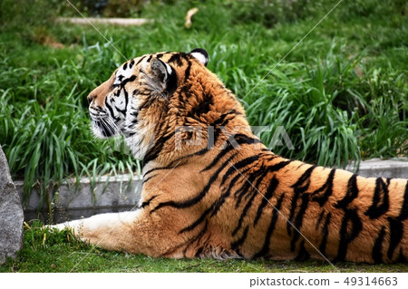 Amur tiger 10 49314663