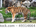 Amour Tiger 11 49314664