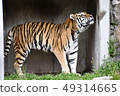 Amour tiger 12 49314665