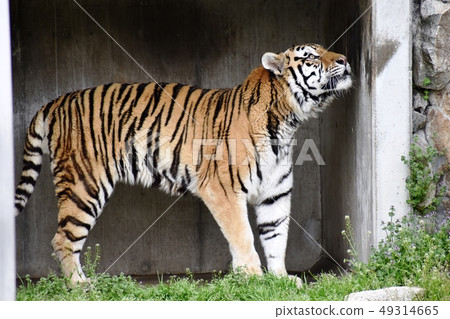 Amour tiger 12 Amour tiger 12 49314665