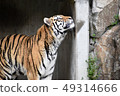 Amour Tiger 13 49314666