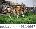 Amour Tiger 14 49314667