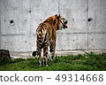 Amour Tiger 15 49314668