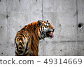 Amour Tiger 16 49314669