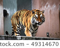 Amour tiger 17 49314670