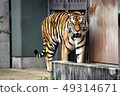 Amour tiger 18 49314671