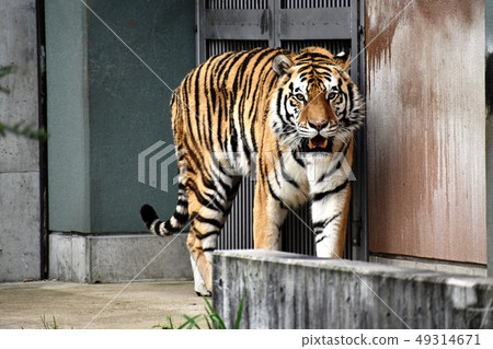 Amour tiger 18 Amour tiger 18 49314671
