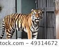 Amour tiger 19 49314672