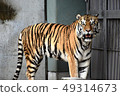 Amour tiger 20 49314673