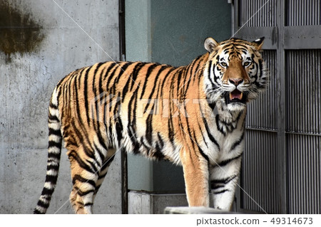 Amour tiger 20 Amour tiger 20 49314673