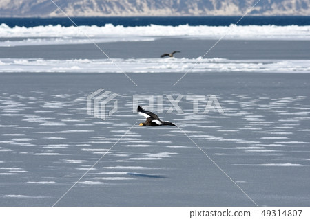 Great eagle flying on ice floe Great eagle flying on ice floe 49314807