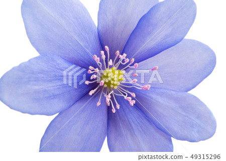blue flower isolated blue flower isolated 49315296