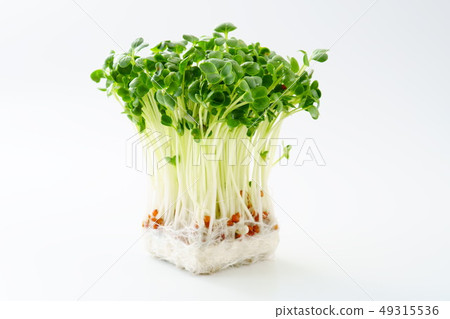 Kaiwai Daikon 49315536