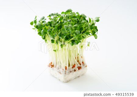 Kaiwai Daikon 49315539