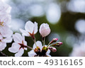 Cherry blossoms in Yoyogi Park, Tokyo 49316165