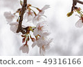 Cherry blossoms in Yoyogi Park, Tokyo 49316166