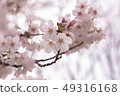 Cherry blossoms in Yoyogi Park, Tokyo 49316168