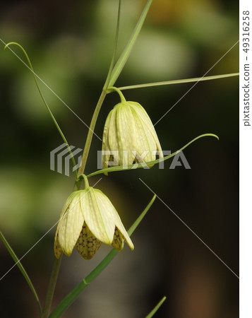 甘藷百合 49316258