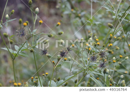 Kosentangusa (Saitama Prefecture: Arakawa riverbed) 49316764