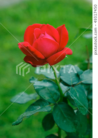 Red rose on green background Red rose on green background 49317450