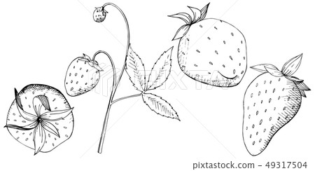 Vector Strawberry healthy food. Black and white engraved ink art. Isolated berry illustration 49317504
